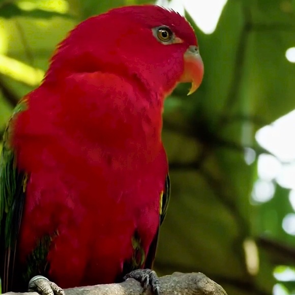 peliroja